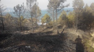 Incendio forestal Sonabia_2