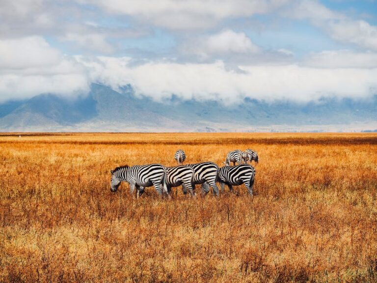 LOS MEJORES DESTINOS PARA DISFRUTAR DEL TURISMO DE ANIMALES