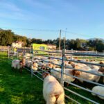 Feria Ganado ovino caprino Guriezo 2021 (5)