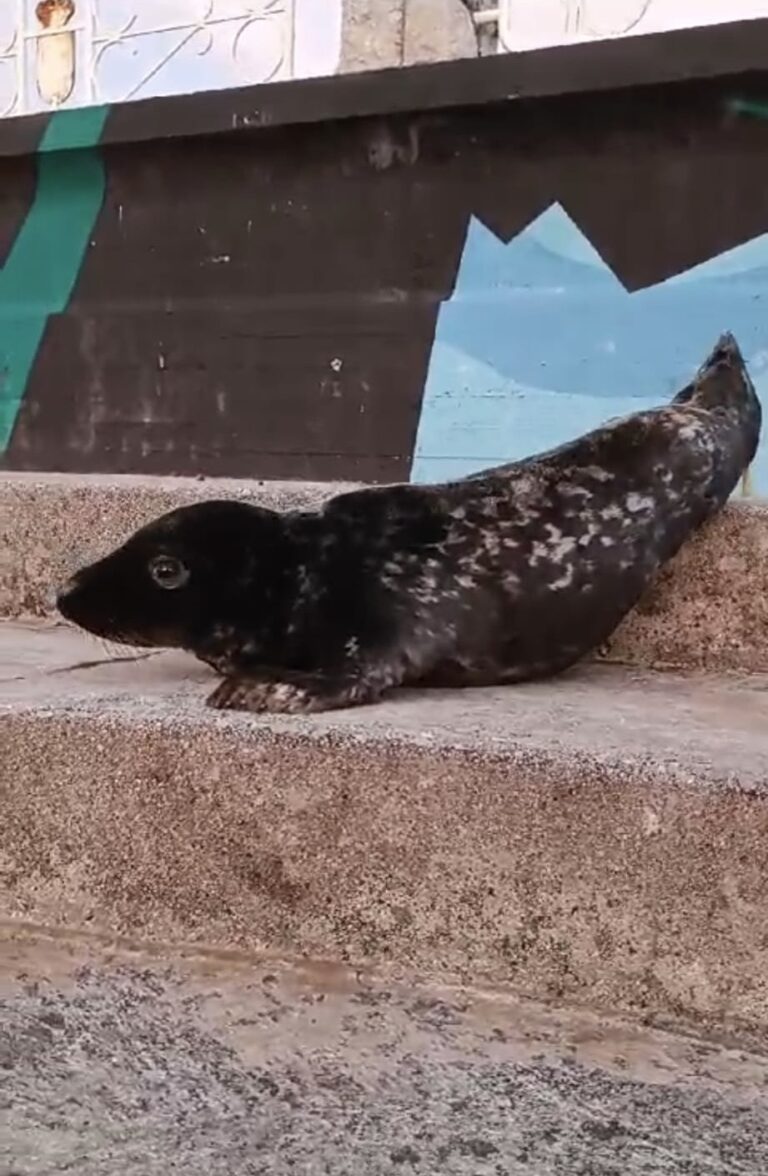 UNA PEQUEÑA FOCA GRIS RECALA EN EL PUERTO DE CASTRO URDIALES