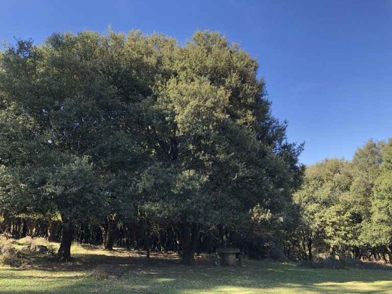 PODEMOS CASTRO URDIALES PROPONE CAMBIOS NORMATIVOS PARA LA RECUPERACIÓN Y PROTECCIÓN DE LOS BOSQUES AUTÓCTONOS FRENTE AL MONOCULTIVO DE EUCALIPTO