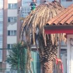 Palmera picudo rojo