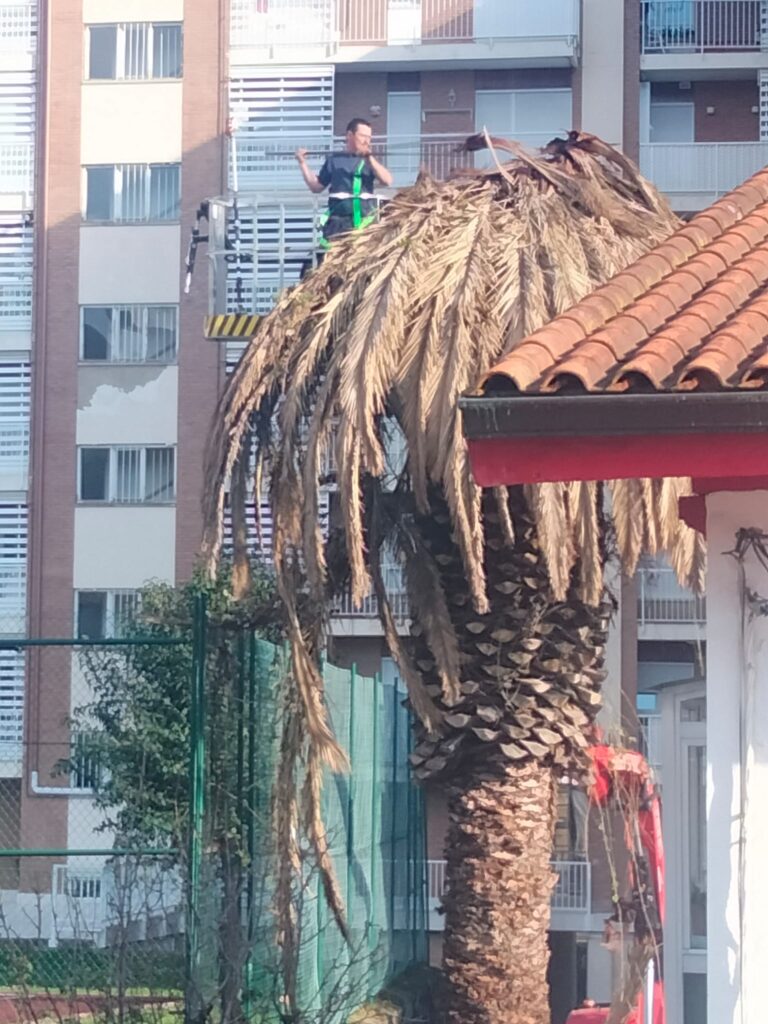 LA PLAGA DEL PICUDO ROJO SIGUE ATACANDO LAS PALMERAS DE CASTRO URDIALES, ALGUNAS DE LAS CUALES SE HAN TENIDO QUE TALAR