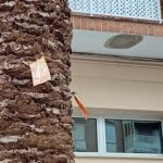 Tratamiento palmeras