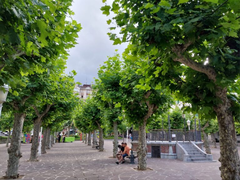 CASTRO VERDE SE DESMARCA DEL PROYECTO DEL PSOE DEL TRASLADO DE ÁRBOLES DE LA BARRERA EN LA REFORMA DE ESE ESPACIO