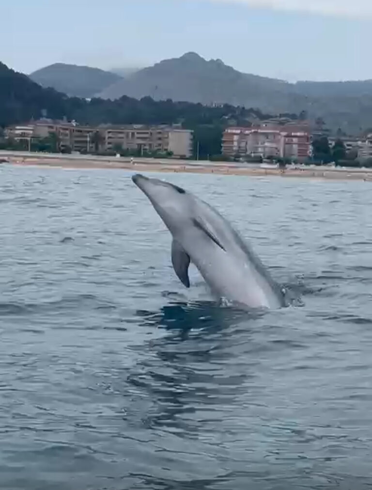 JAVIER LÓPEZ ORRUELA DETALLA CÓMO ACTUAR CUANDO SE AVISTAN DELFINES PARA PODER DISFRUTAR DE ELLOS SIN MOLESTARLOS