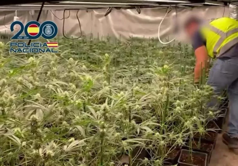 DESMANTELAN UNA PLANTACIÓN DE MARIHUANA CON 548 PLANTAS EN UN CHALET DE LUJO EN CASTRO