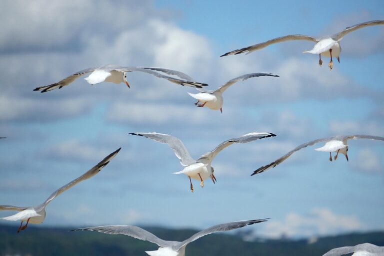 EL GOBIERNO REGIONAL CONFIRMA EL PRIMER CASO DE GRIPE AVIAR EN CANTABRIA EN UNA GAVIOTA RECOGIDA EN CASTRO URDIALES