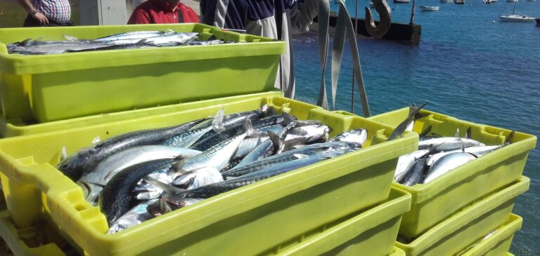 CANTABRIA EXIGE AL MINISTERIO DE PESCA MEDIDAS CLARAS, URGENTES Y CONTUNDENTES ANTE EL RECORTE DEL 70% EN LA CUOTA DE VERDEL