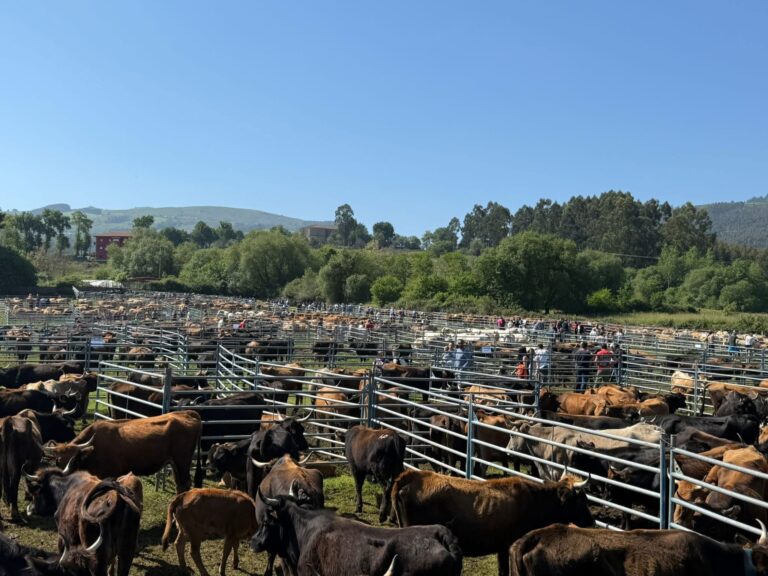 ARRANCA LA CAMPAÑA DE SANEAMIENTO DE GANADO BOVINO EN GURIEZO, QUE SE EXTENDERÁ HASTA EL 31 DE MARZO